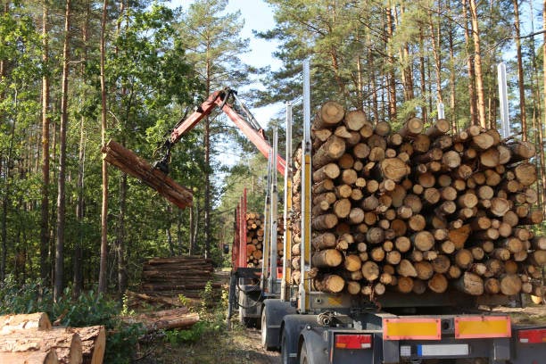  Timber Transport Management2